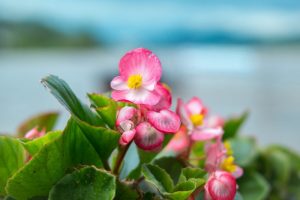 Begonia - care and reproduction at home (120 Photos & Videos) + Reviews