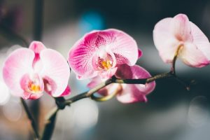 Orchid care at home - How to care, water, transplant?