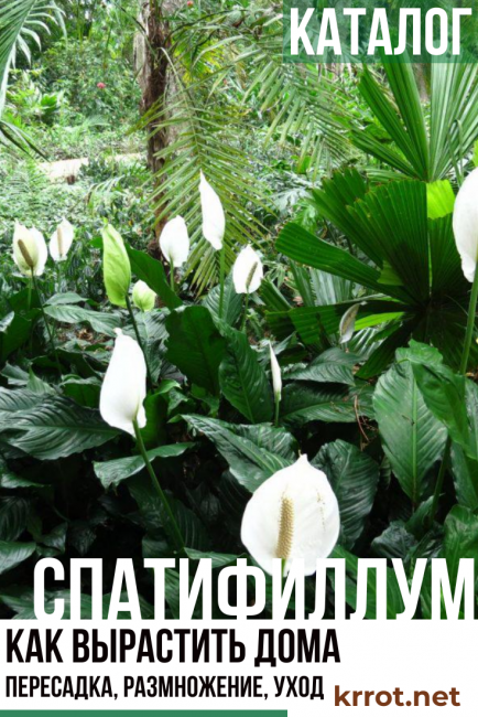 Spathiphyllum - كيف ينمو في المنزل