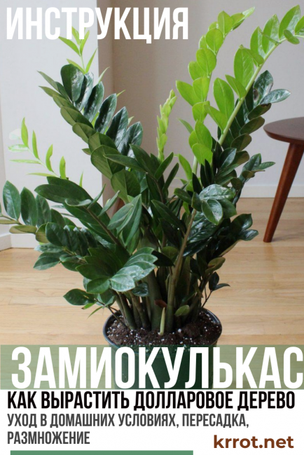 Zamioculcas - شجرة الدولار