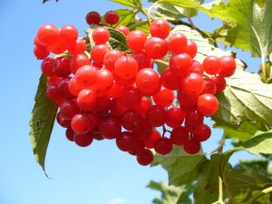 Berry Kalina Red: and its beneficial properties and contraindications, 10 folk recipes