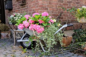 Hydrangea (90+ Photos) - description, outdoor care, reproduction, transplantation, diseases (Video) + Reviews