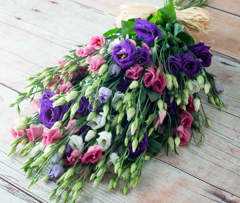 تصنع Eustoma باقات رائعة