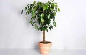 Ficus Benjamin (100 Photos) - home care, varieties, reproduction, transplant, disease (Video) + Reviews