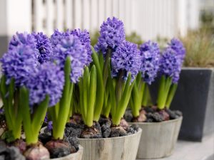 Hyacinth (80+ Photos) - Planting, care and reproduction at home - Elegant bouquet on the windowsill + Reviews