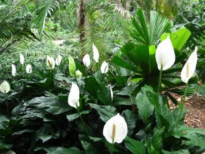 Spathiphyllum: a move at home, transplantation, reproduction (80+ Photos) + Reviews