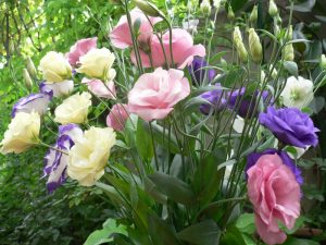 زهرة Eustoma (Lisianthus) (100 صورة) - زراعة ورعاية في المنزل. نبات غير عادي في حديقتك + التعليقات