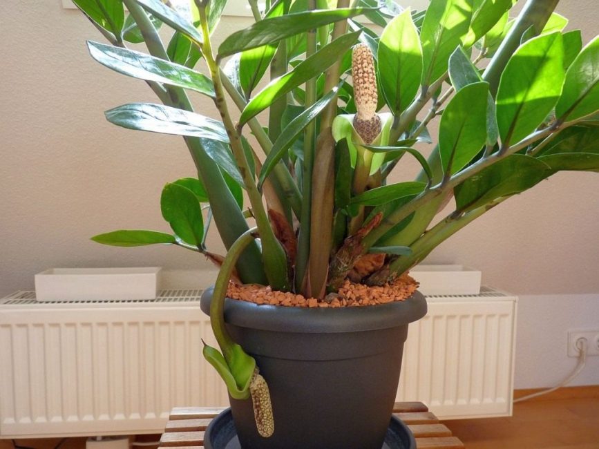 Zamioculcas في المنزل