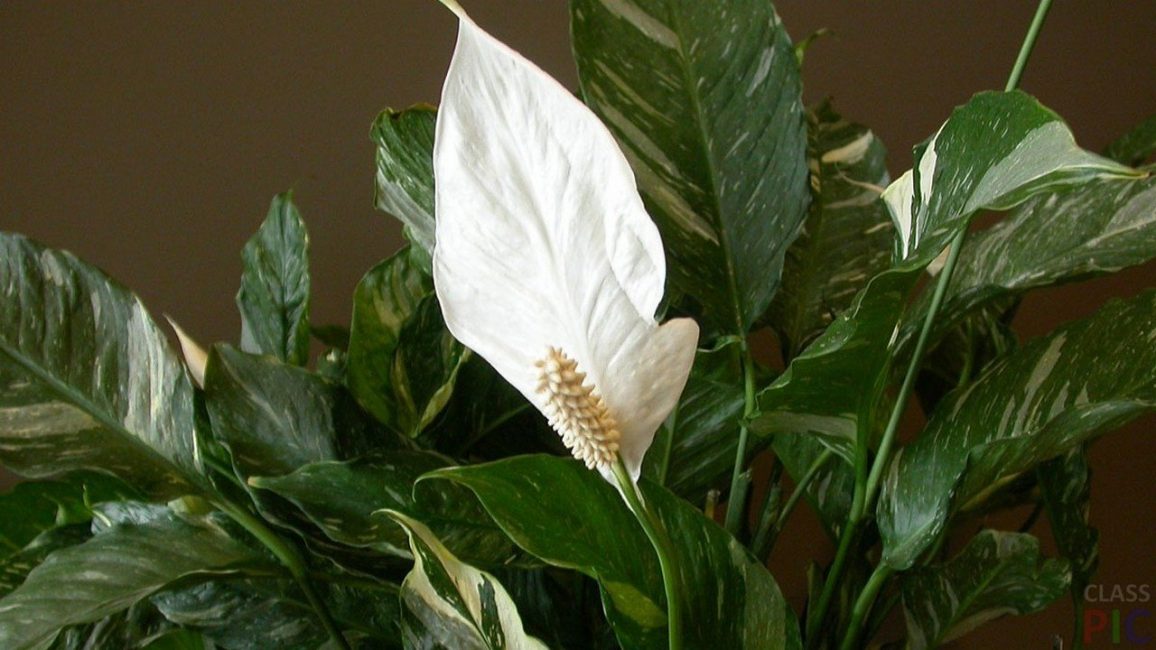 الإزهار spathiphyllum