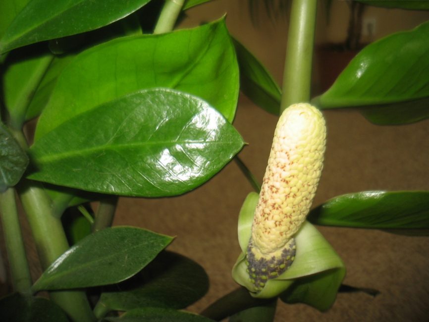 زهرة Zamioculcas