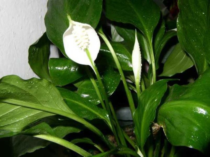 spathiphyllum في ظروف الرطوبة العالية