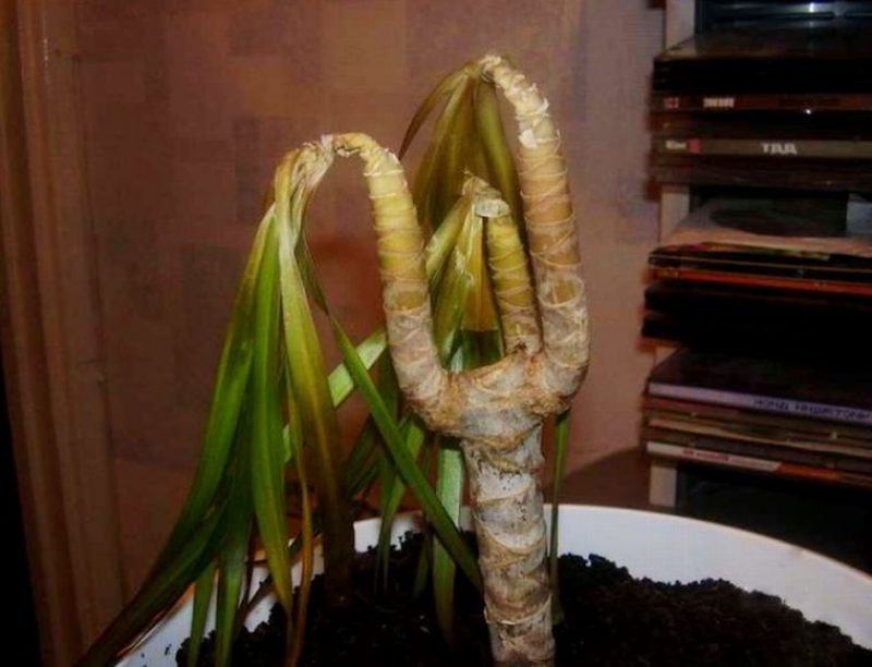 dracaena σε αντίξοες συνθήκες