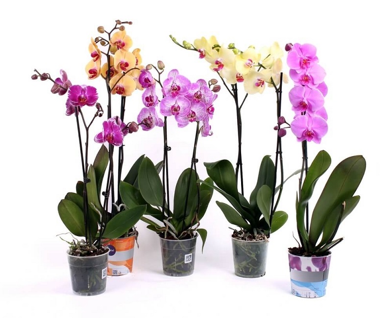 Phalaenopsis Orchids