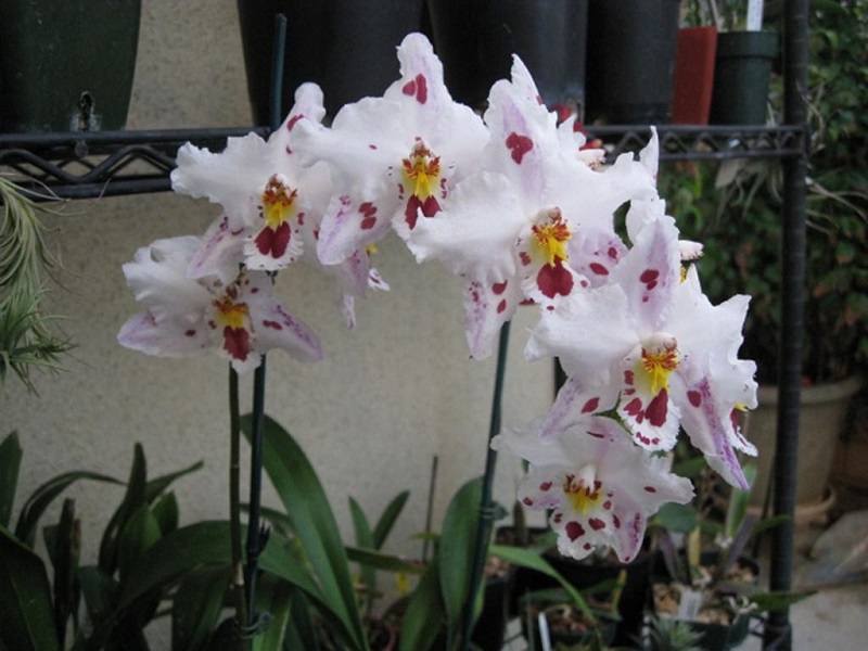 Orchids odontoglossum