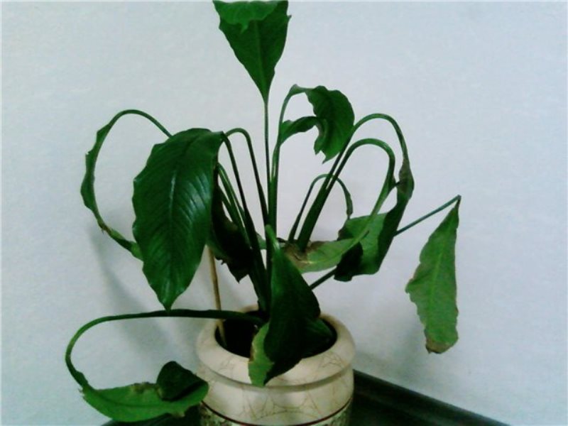 تشير أوراق spathiphyllum الذابلة إلى الحاجة إلى الري