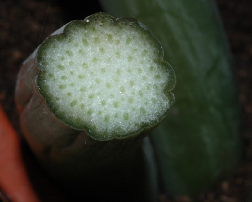 قطرات من سائل سام على قطعة من ورقة Zamioculcas.