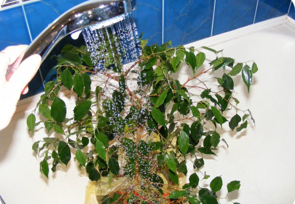 Πότισμα ficus με ντους