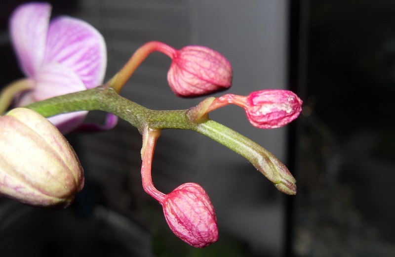 Νεαρό μπουμπούκι Phalaenopsis