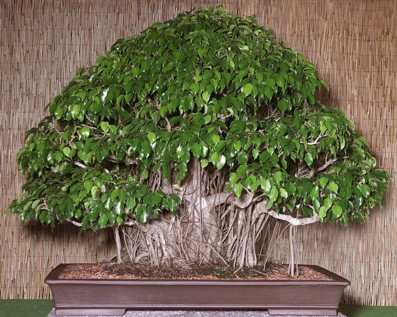 Ficus Benjamina, που καλλιεργείται σε στυλ bonsai kifu (μεσαίο μέγεθος).