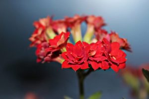 Kalanchoe flower (120+ Photos & Videos) - home care, transplantation, reproduction, useful properties + Reviews