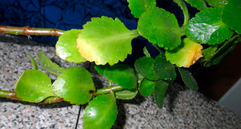 أوراق kolanchoe المجففة