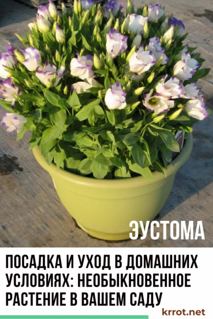 المنزل eustoma