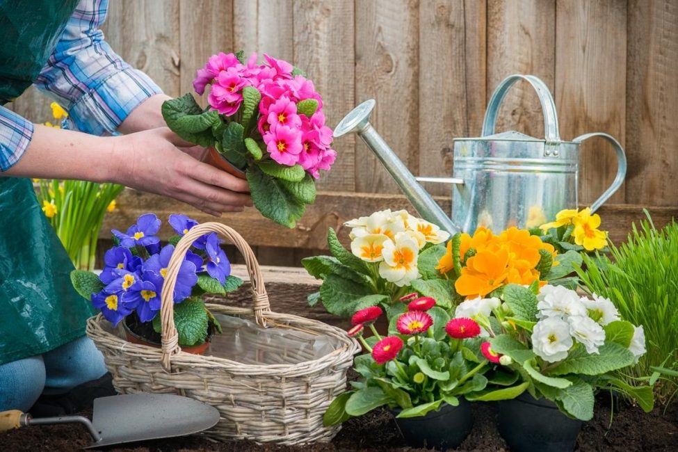 planting flowers