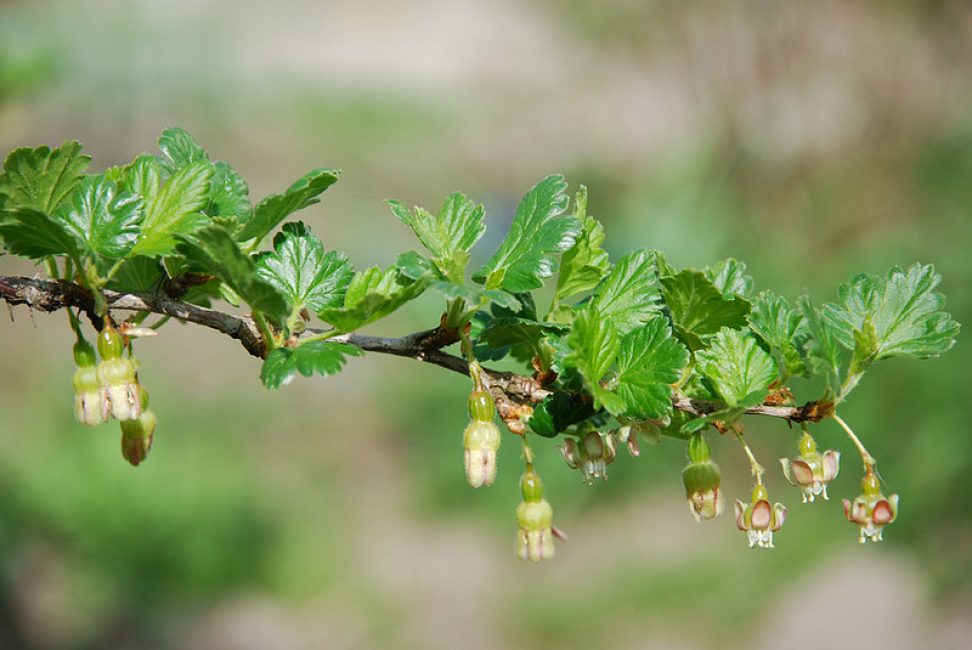 fleur de groseille