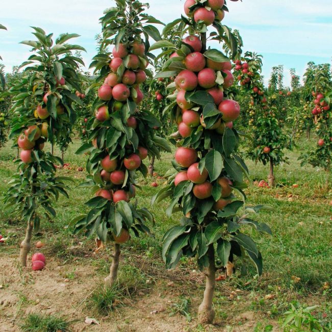 عمودي شجرة التفاح