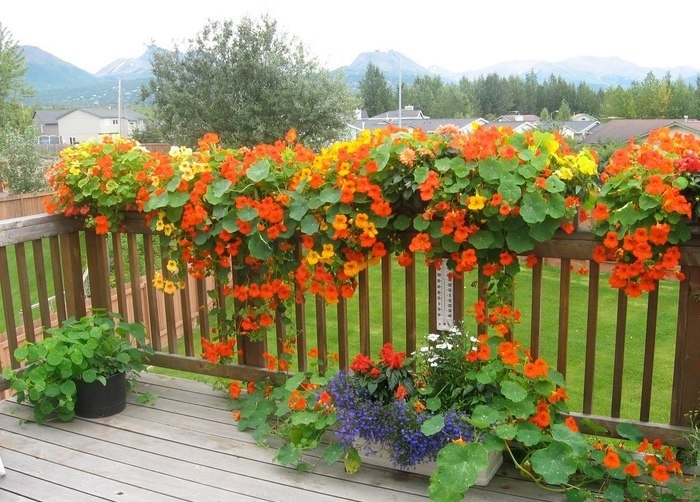 تبدو أيضًا nasturtiums التقليدية جميلة ، وتبدو كرومها الطويلة مثل اللبلاب الغريب.