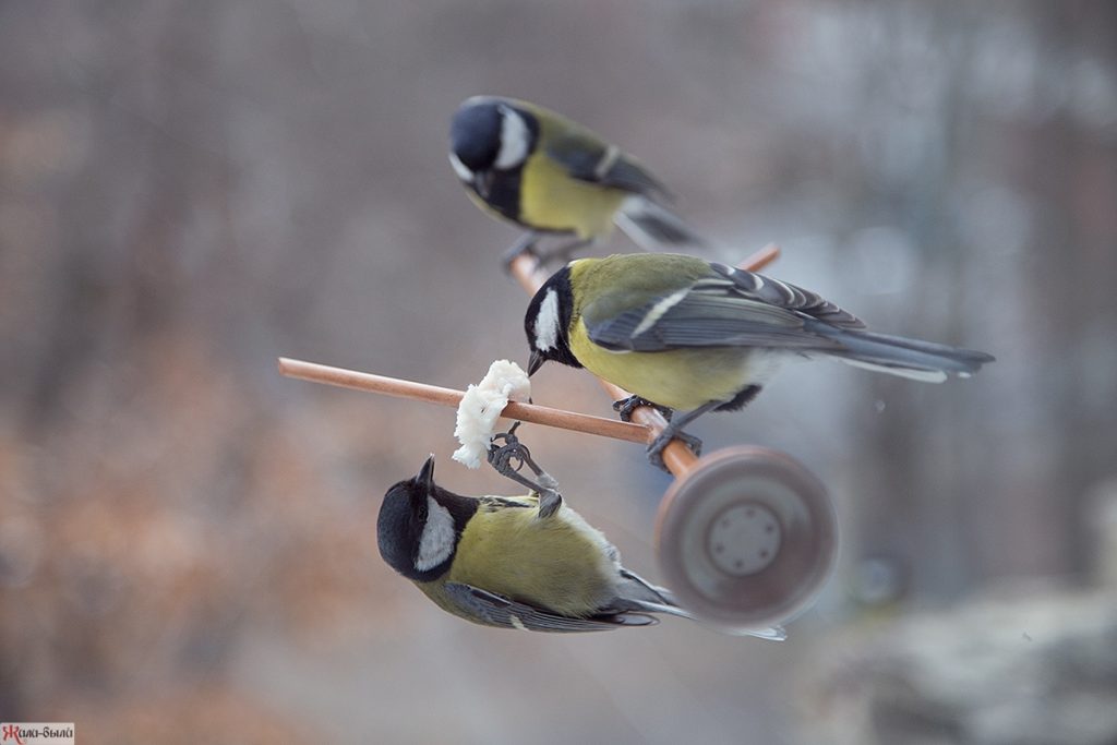 Comment fabriquer une mangeoire à oiseaux de vos propres mains? 19 idées originales (180 Photos & Vidéos) + Avis