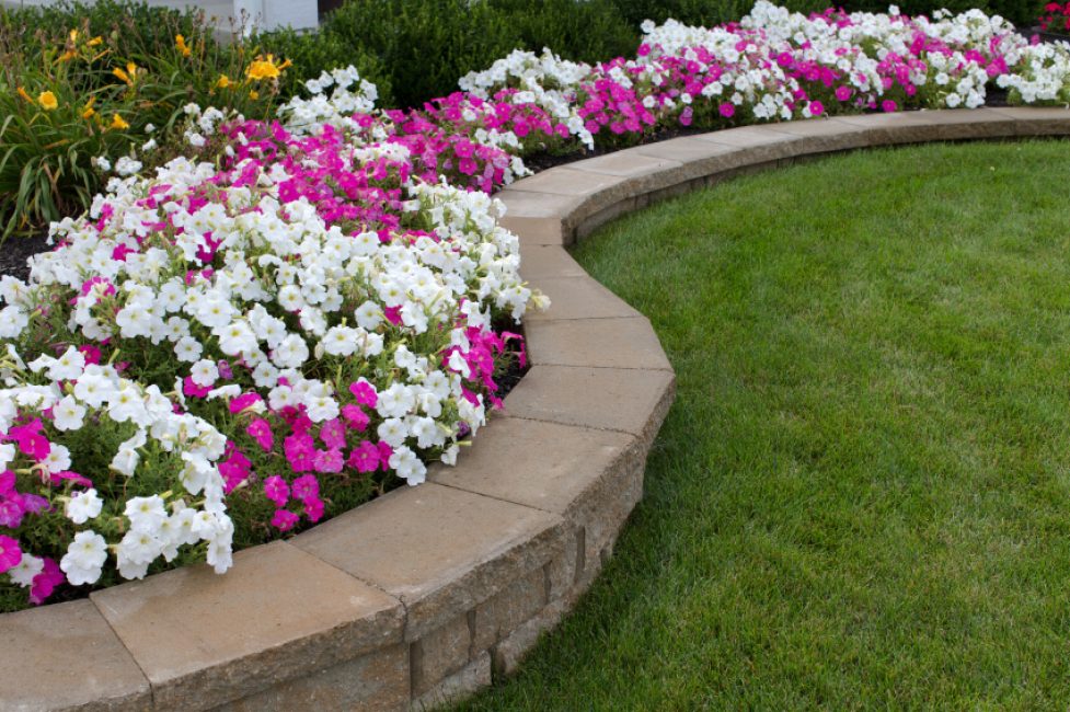 bordered flower bed