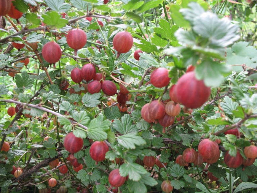 buisson de groseille