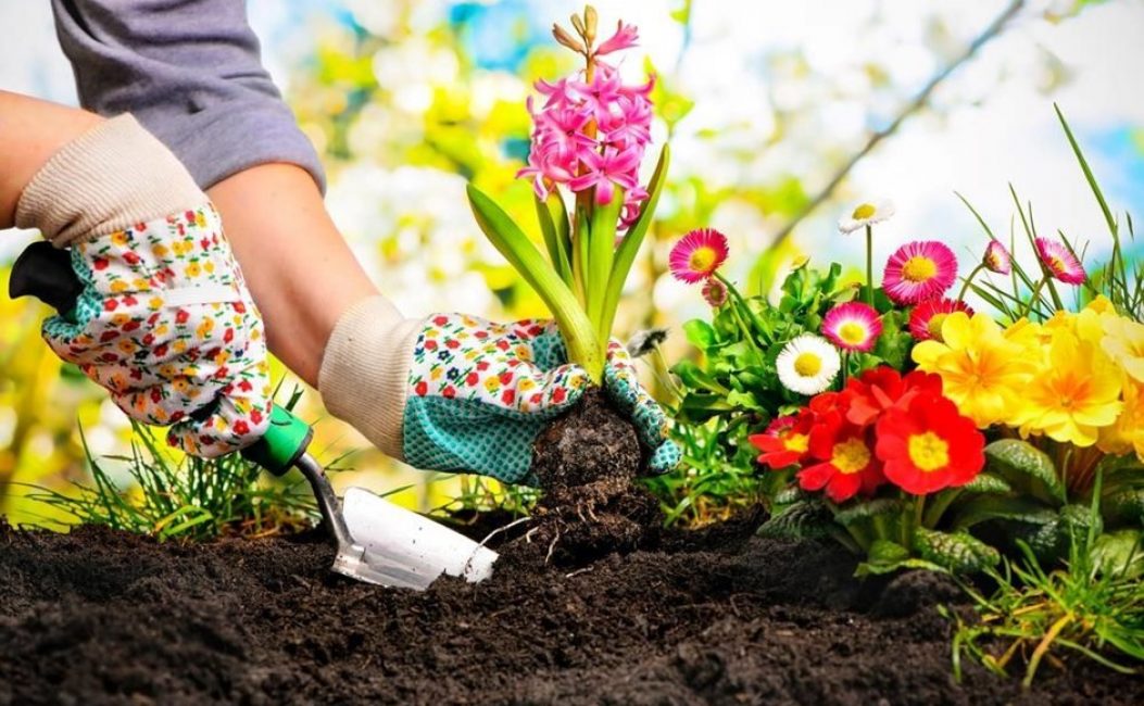 En fonction de vos souhaits, vous pouvez créer de vos propres mains le jardin fleuri de vos rêves.