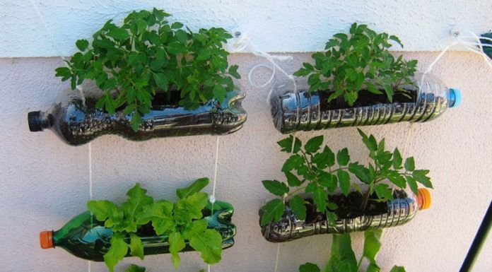 Vegetables in plastic bottles