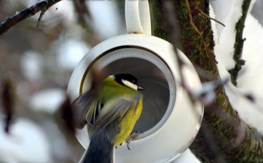 Comment fabriquer une mangeoire à oiseaux de vos propres mains? 19 idées originales (180 Photos & Vidéos) + Avis