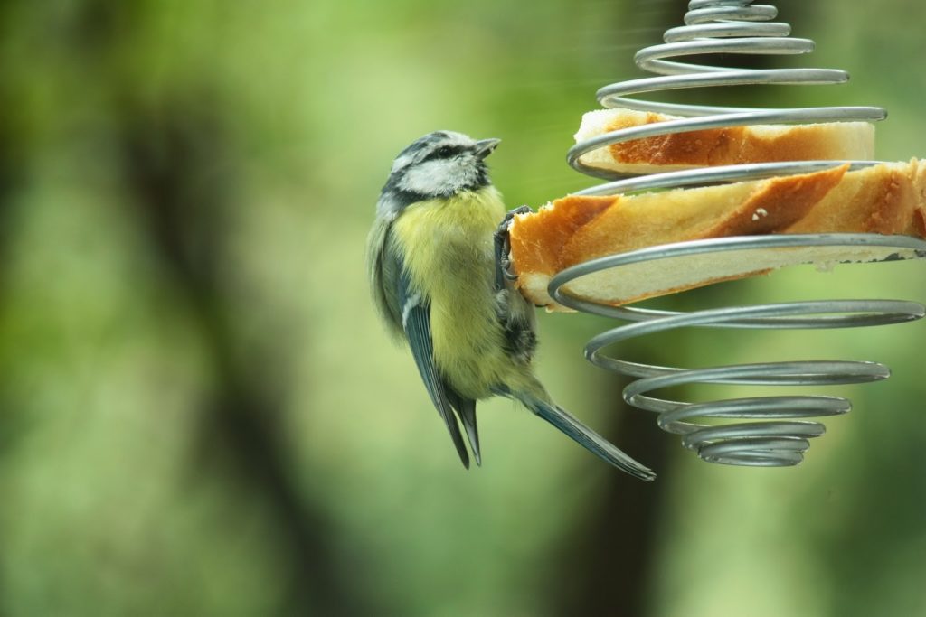 Comment fabriquer une mangeoire à oiseaux de vos propres mains? 19 idées originales (180 Photos & Vidéos) + Avis