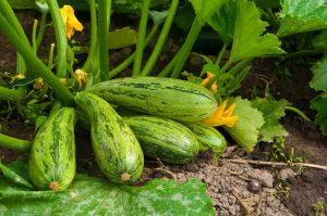 TOP 9 Recepten voor heerlijke courgettesalades voor de winter: om je vingers bij af te likken