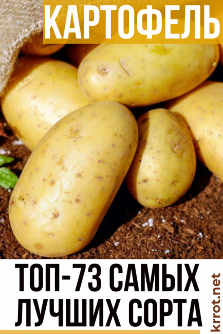 potato varieties photo reviews