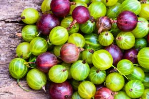 Gooseberries: description of the 20 best varieties with photos and reviews of gardeners about them