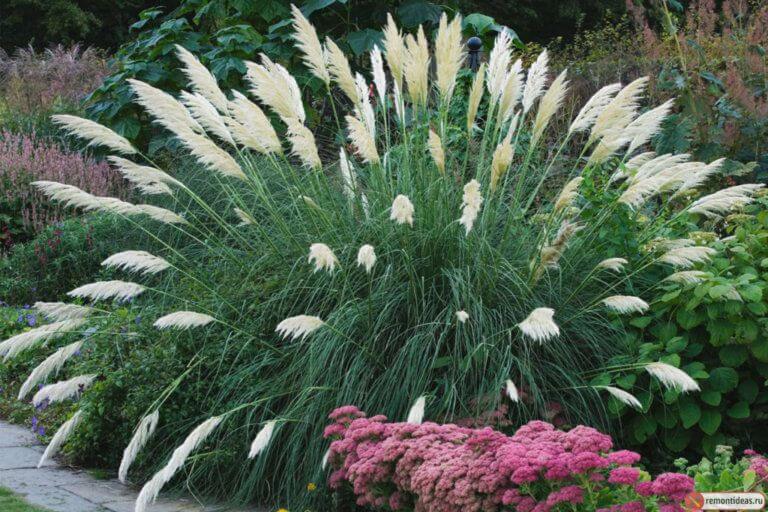 Perennial cereal grasses look beautiful in mixborders.