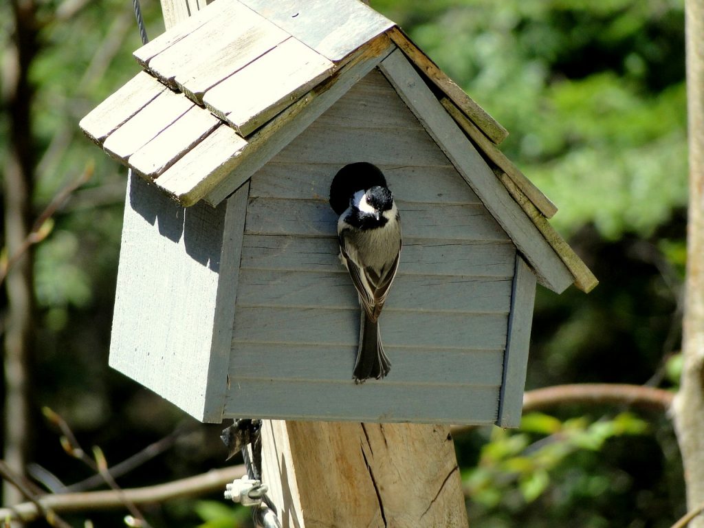 Comment fabriquer une mangeoire à oiseaux de vos propres mains? 19 idées originales (180 Photos & Vidéos) + Avis