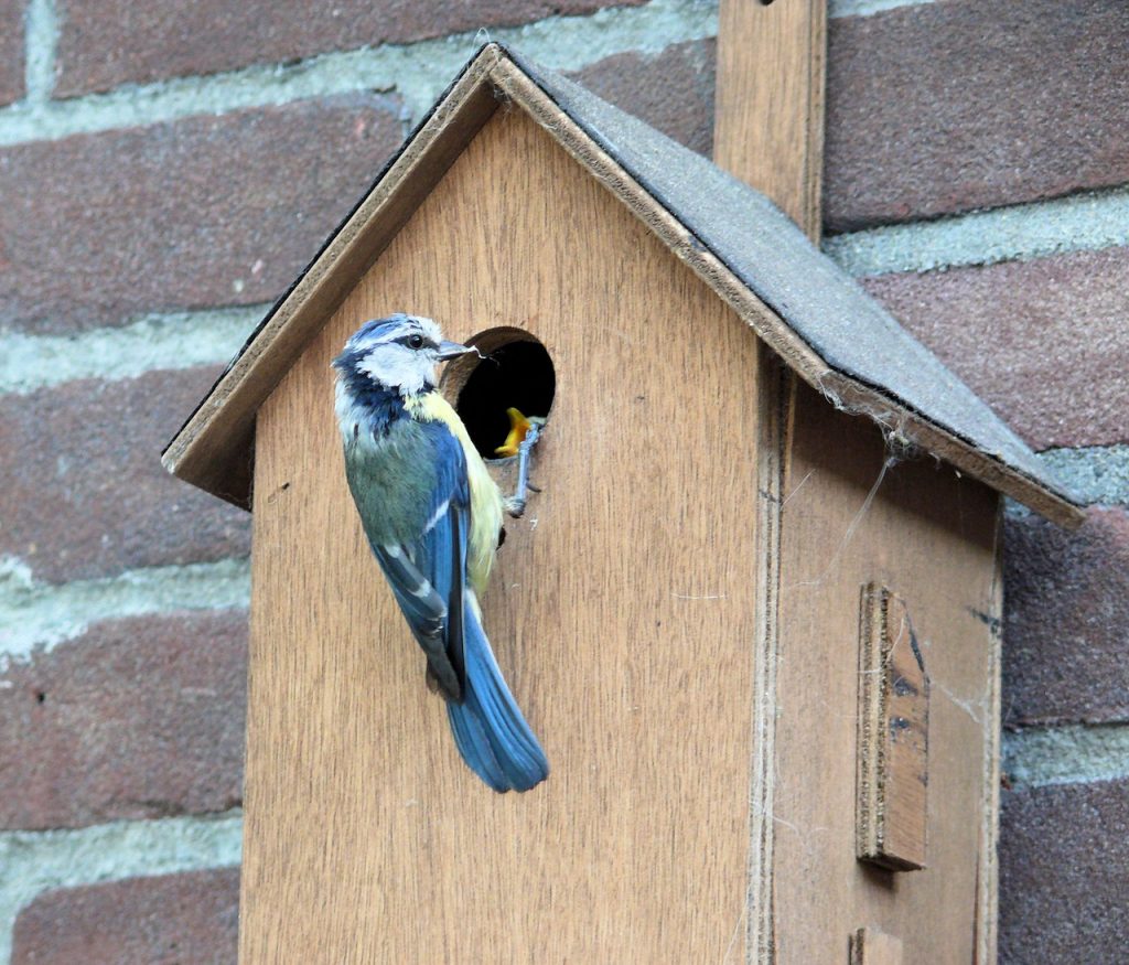 Comment fabriquer une mangeoire à oiseaux de vos propres mains? 19 idées originales (180 Photos & Vidéos) + Avis