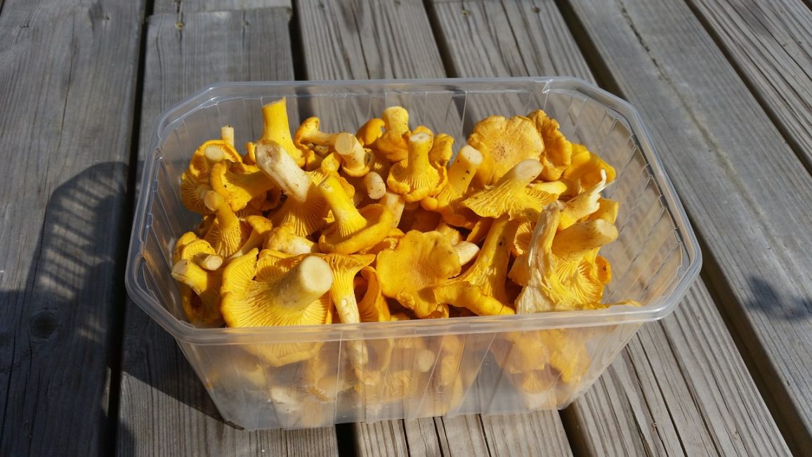 Chanterelles في سلة بلاستيكية