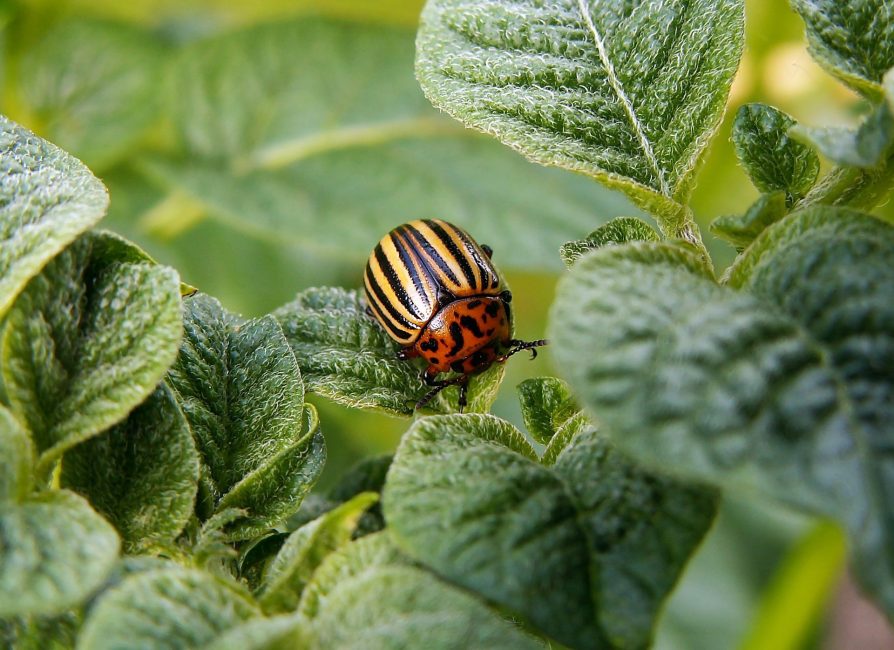  Colorado beetle