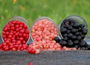 Currant: description of 22 selected varieties with a PHOTO + feedback from gardeners