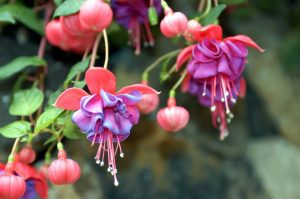 Fuchsia - Growing, Care, Transplanting, Reproduction at home (50+ Photos & Videos) + Reviews