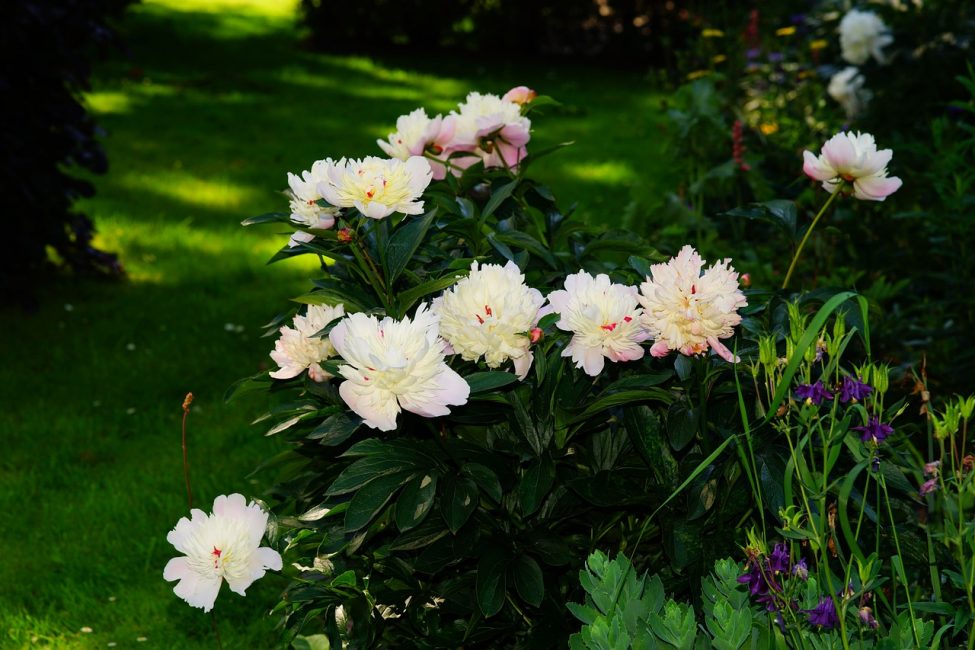 Peony bushes need space, lawn greenery