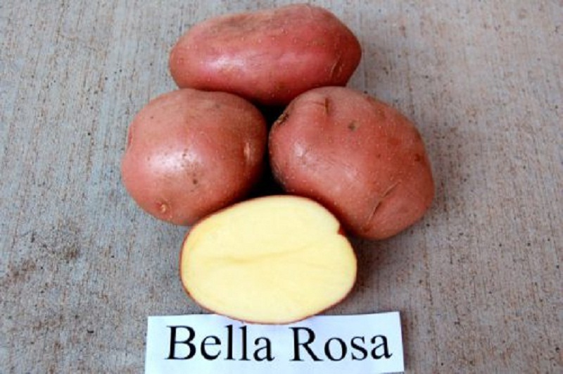 bella rosa