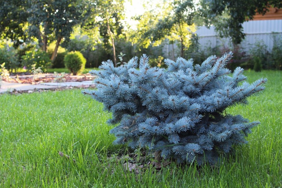 dwarf spruce